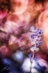 Fn100784806-Lavendel - Lavandula angustifolia